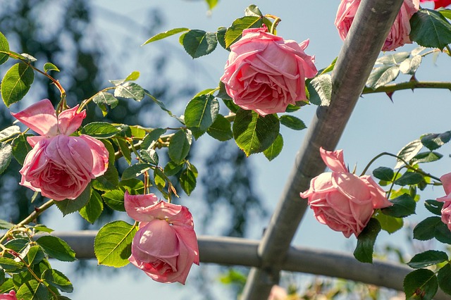 Sådan bygger du dit eget espalier: En trin-for-trin guide
